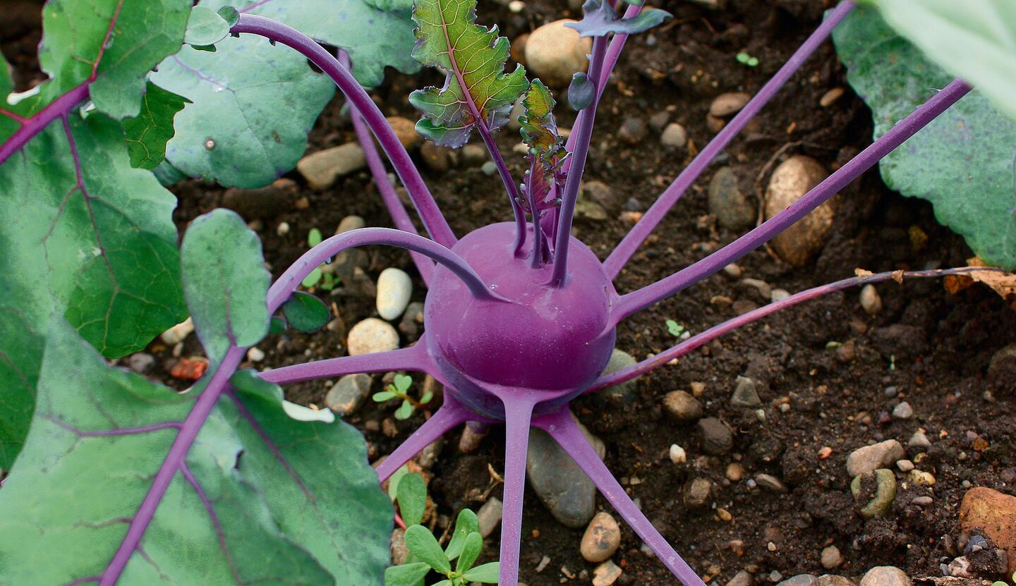 Die hübsche Vitaminbombe bringt Farbe ins grüne Beet.
