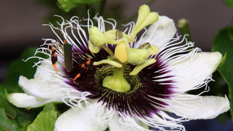 Passiflora_edulis_s.jpg