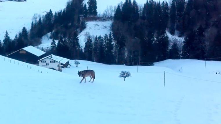Wolf in Charmey