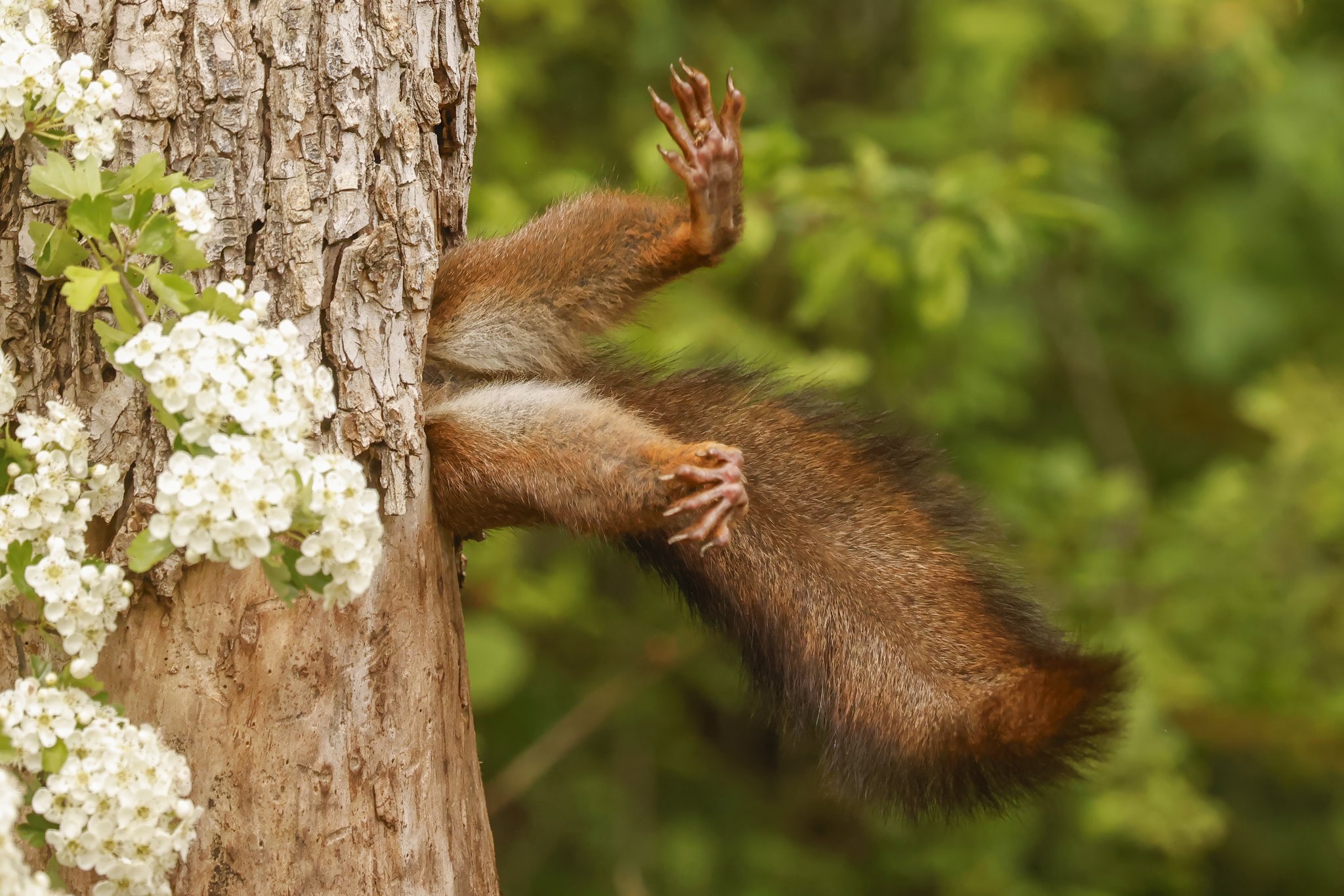 Die Gewinner des Comedy Wildlife Awards