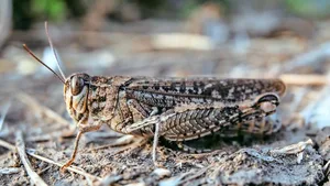 Um welche Heuschrecke handelt es sich da? Ein Blick ins grosse Insektenbuch hilft mitunter weiter (Lösung: Zu sehen istCalliptamus italicus, eineItalienische Schönschrecke ).