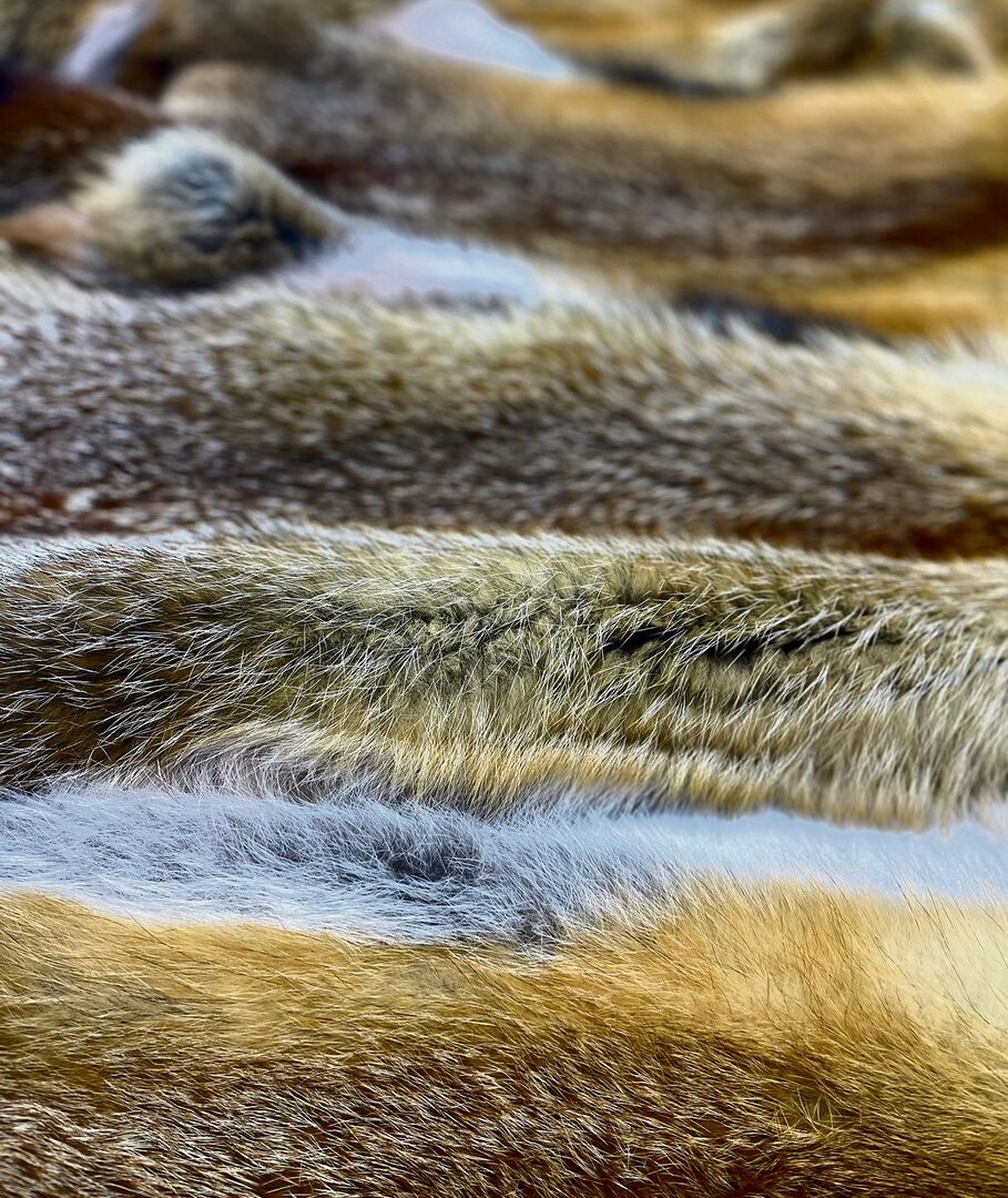 Füchse gehören zu den schönsten heimischen Wildtieren – nicht zuletzt dank ihres unverwechselbaren Fells.