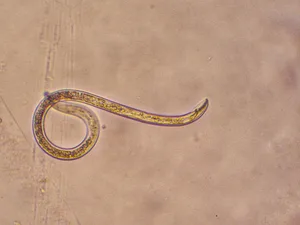 Würmer können insbesondere bei winterschlafenden Reptiliien und auch Vögeln zu einem geschwächten Immunsystem führen.