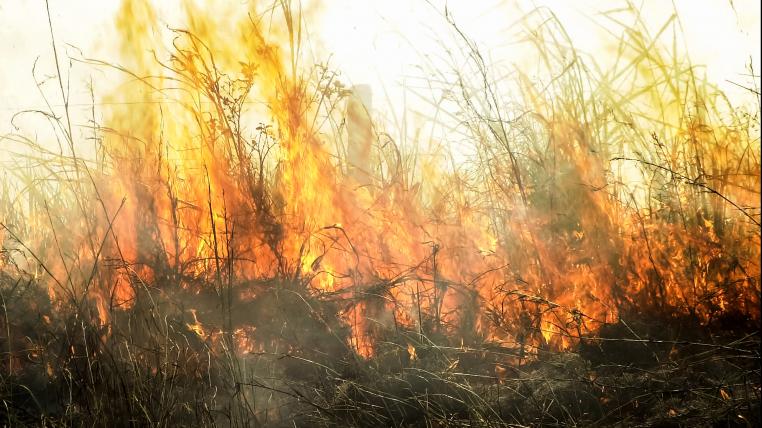 Waldbrand in Brasilien