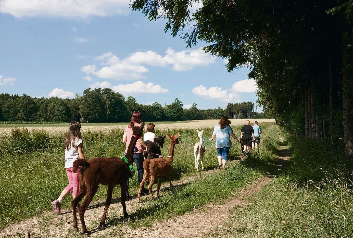 Spaziergänge mit Alpakas erleben viele Menschen als «beruhigend».