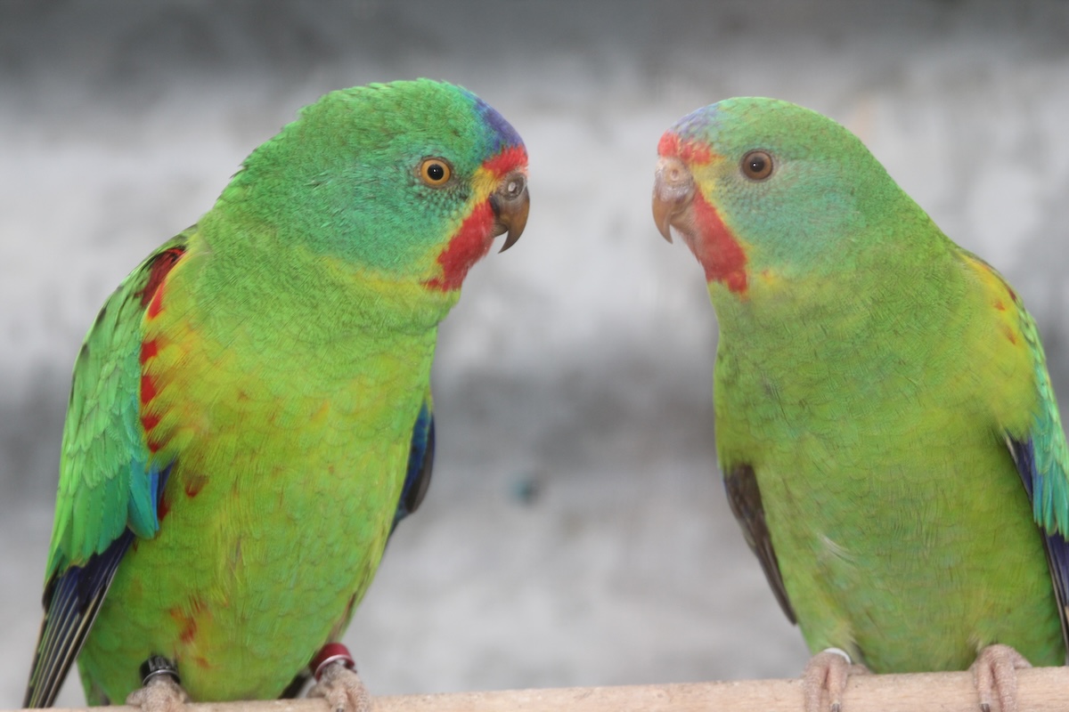 Schwalbensittich: der Zugvogel unter den Papageien
