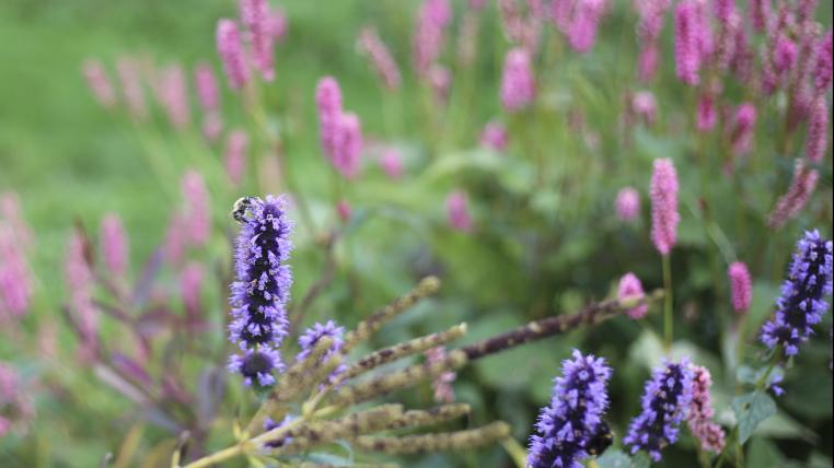 Blumenwiese