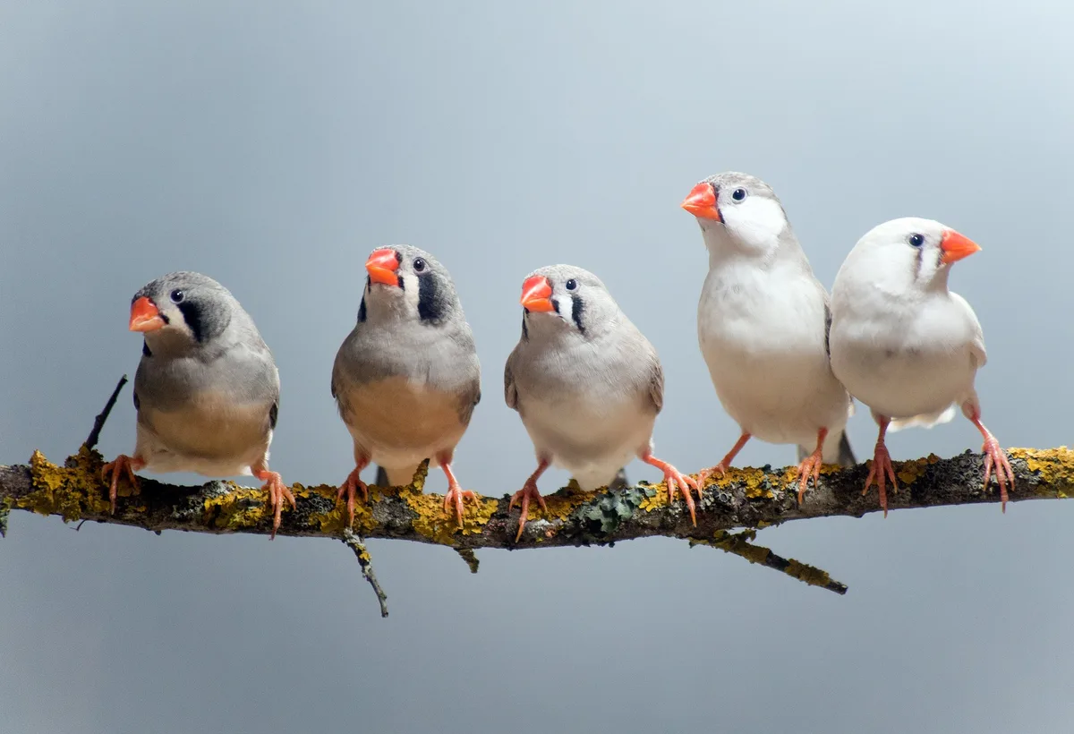 shutterstock_497449822 Bessere Sänger dank den Weibchen