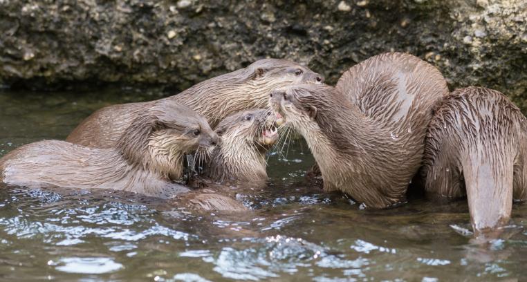 otter1.jpg