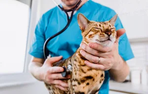 In der Schweiz herrscht ein akuter Fachkräftemangel in der Veterinärmedizin, besonders in Randregionen.