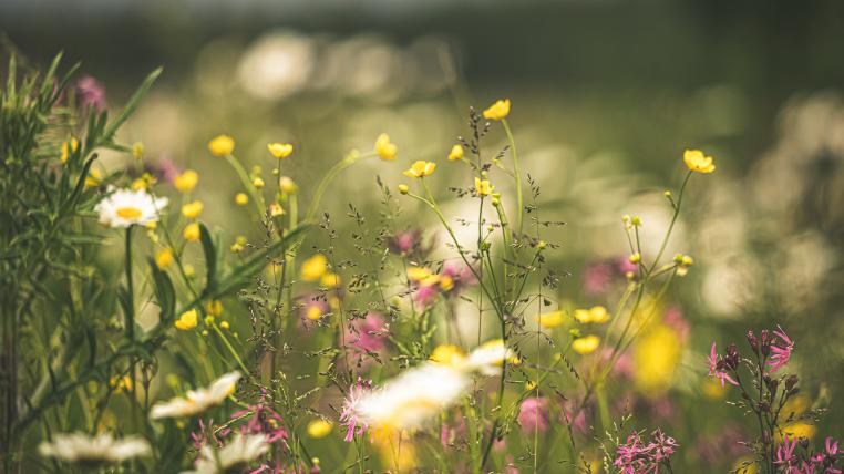 Blumenwiese