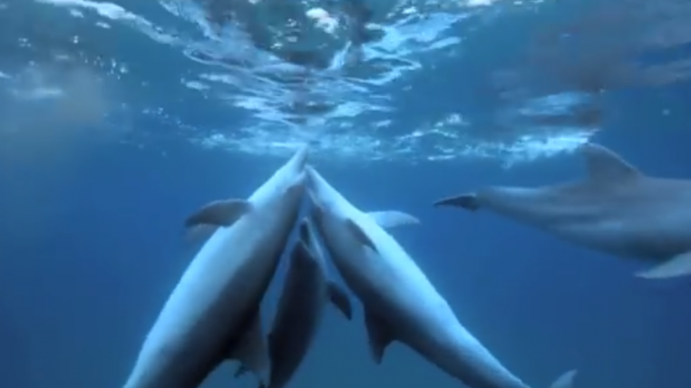 delfinhigh.png