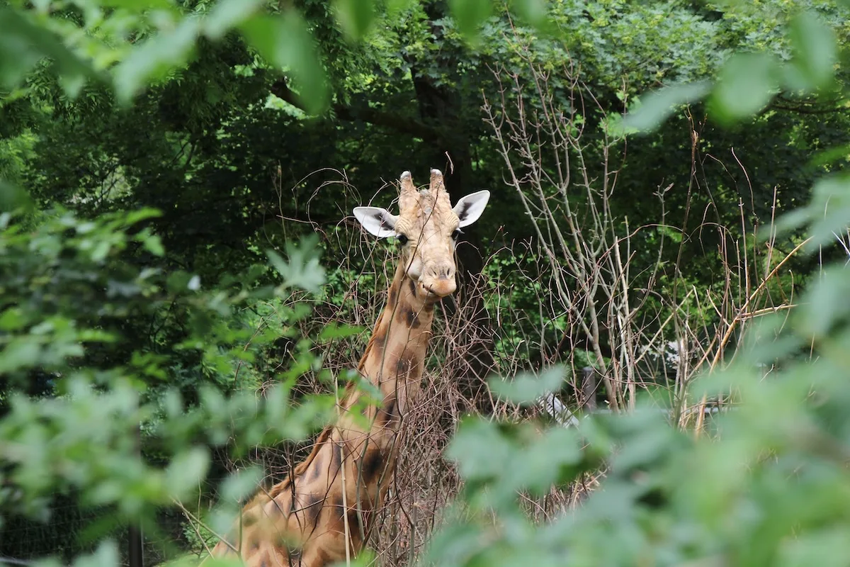 IMG_8618 Kopie In freier Wildbahn gibt es nur noch rund 1400 Kordofan-Giraffen, in Zoos um die 80.
