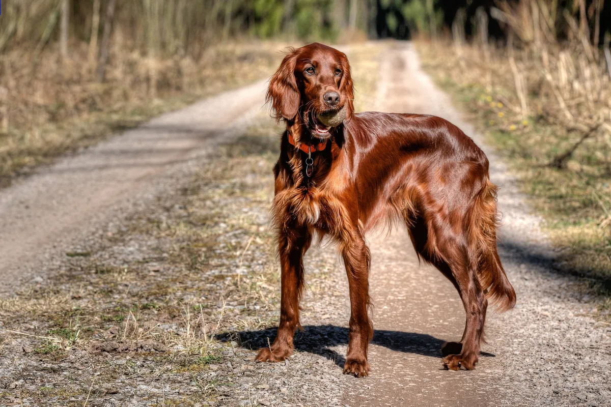 shutterstock_1704230569 Irish Red Setter – der elegante Jagdhund