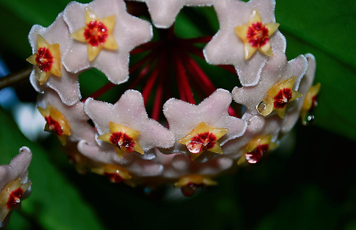 Die vielen Blüten der Wachsblumen bilden leckeren Nektar.