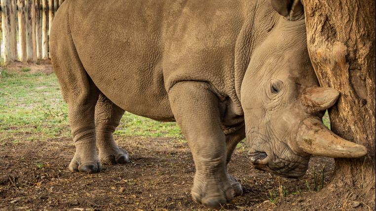 Nördliches Breitmaulnashorn Najin schärft ihr Horn