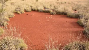 Ein Feenkreis im westaustralischen Outback.
