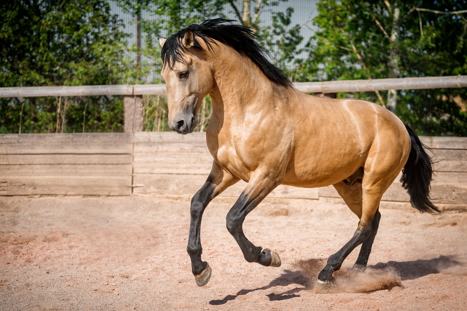 Lusitanos: Elegante Arbeitspferde aus Portugal