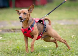 Der Zwergpinscher mag klein sein, doch an Kraft und Ausdauer mangelt es ihm nicht.