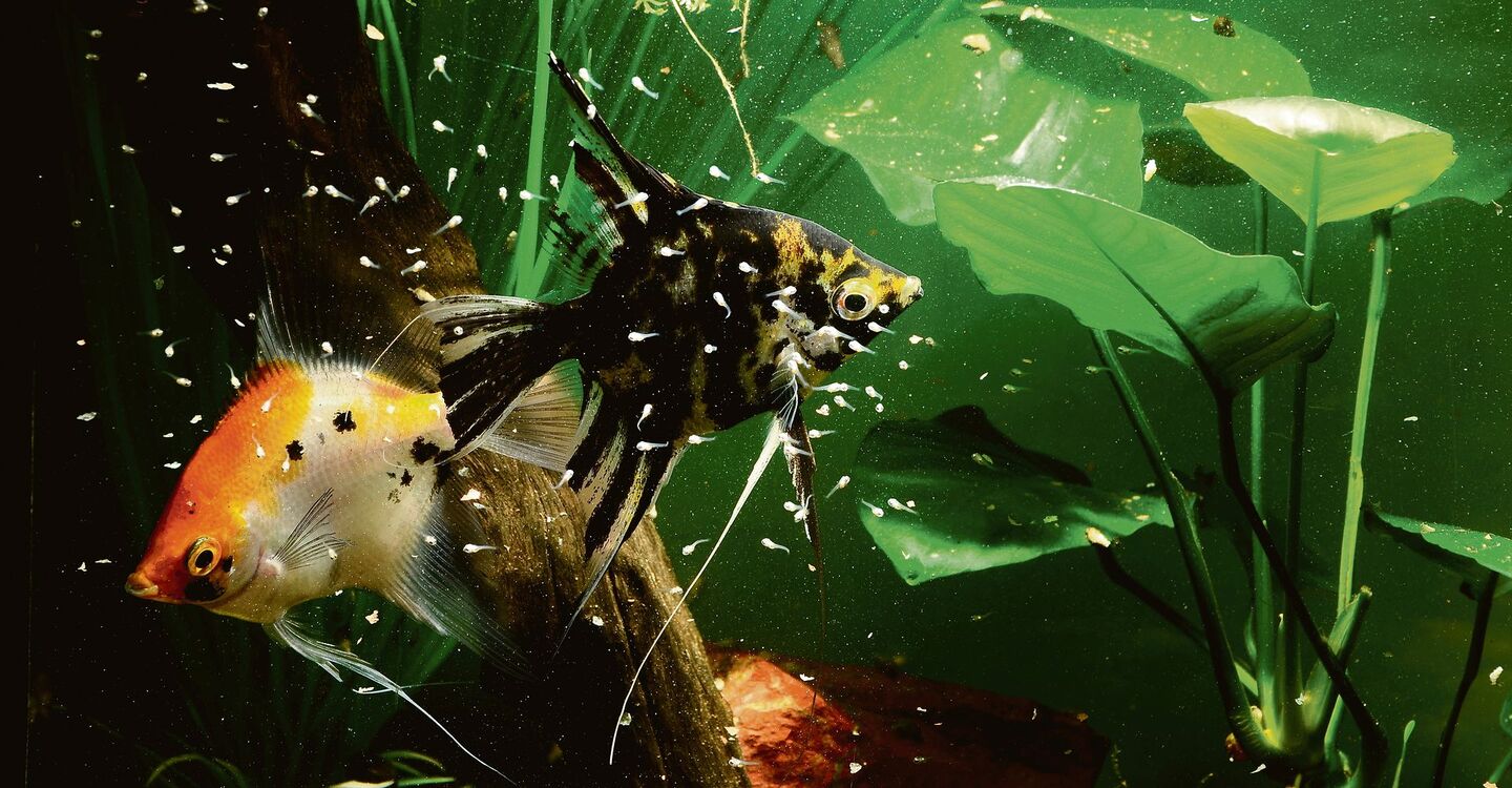 Dieses Skalarenpaar betreut die Jung-schar, die um sie herum schwimmt. Beim Elternpaar handelt es sich um Farb- und Zuchtformen, wie sie heute häufig im Zoofachhandel zu finden sind.