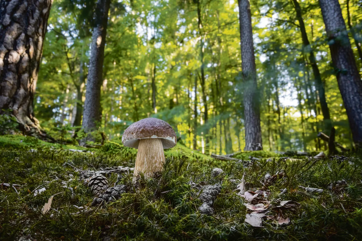 Wide,Angle,Shot,Of,Beautiful,Cep,Mushroom,In,Moss,Under Viele Pilze sind von Bäumen abhängig - und die Bäume von ihnen.