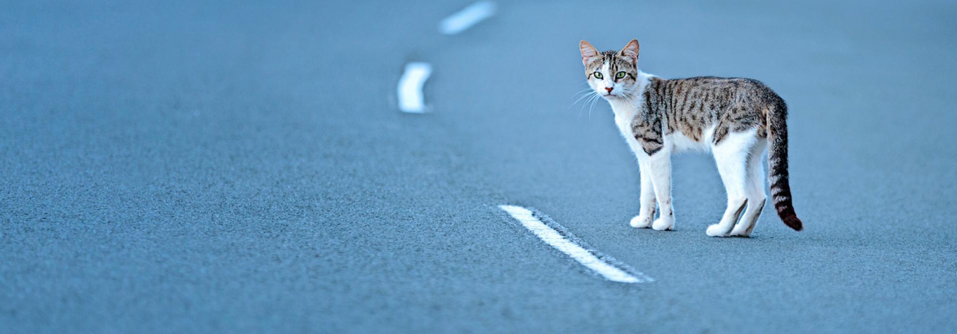 Katze auf Strasse