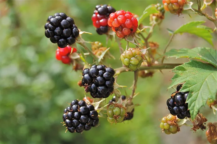 farnblaettrige-brombeere Eine Rarität: Die Farnblättrige Brombeere
