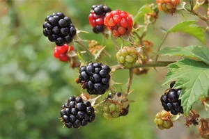 Auf den Spuren einer fast vergessenen Beere – die Farnblättrige Brombeere erobert unsere Gärten zurück.