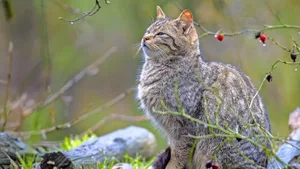Ein Waldgeist, den man nur selten zu Gesicht bekommt: die Europäische Wildkatze.
