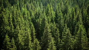 In Industrieländern wird die Waldfläche grösser – auch in der Schweiz. Doch oft sind es angepflanzte Monokulturen mit wenig Biodiversität.
