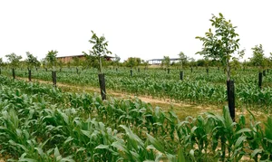 Agroforstwirtschaft verbindet Bäume mit Acker und Weide – und schützt so Böden, Tiere und Ernten vor den Folgen des Klimawandels.
