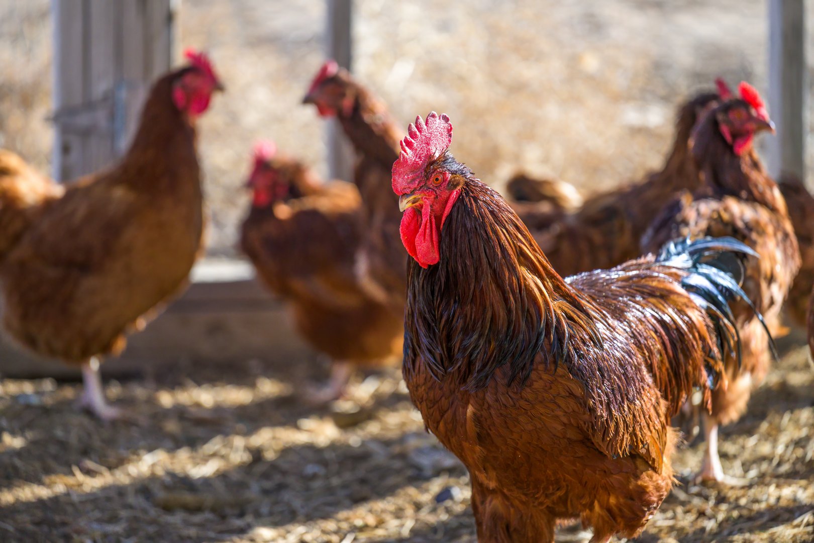 Wie gehts dem Huhn? Jan Kocher gibt Antworten.