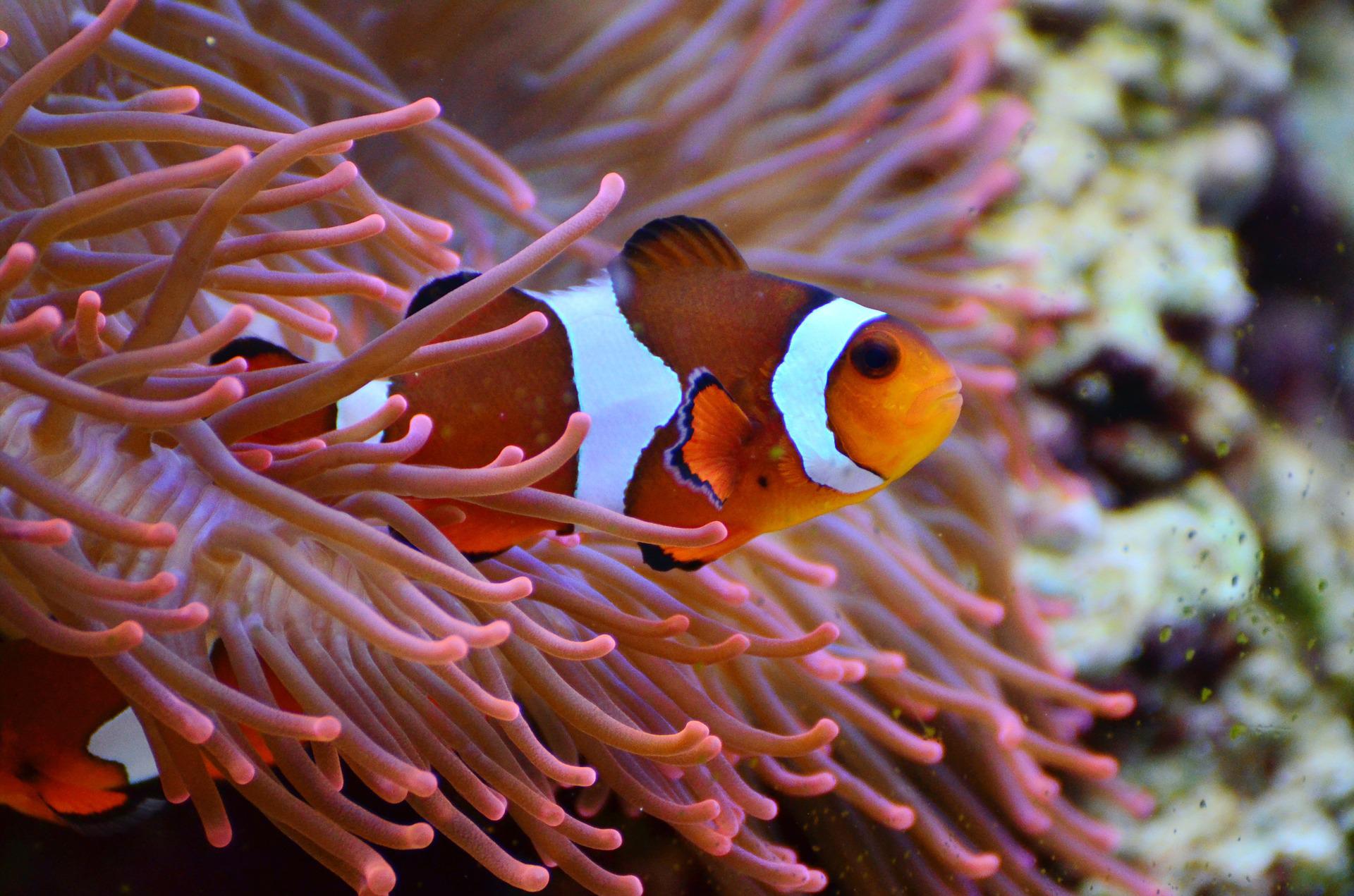 Clownfische passen ihr Wachstum ihrer Anemone an