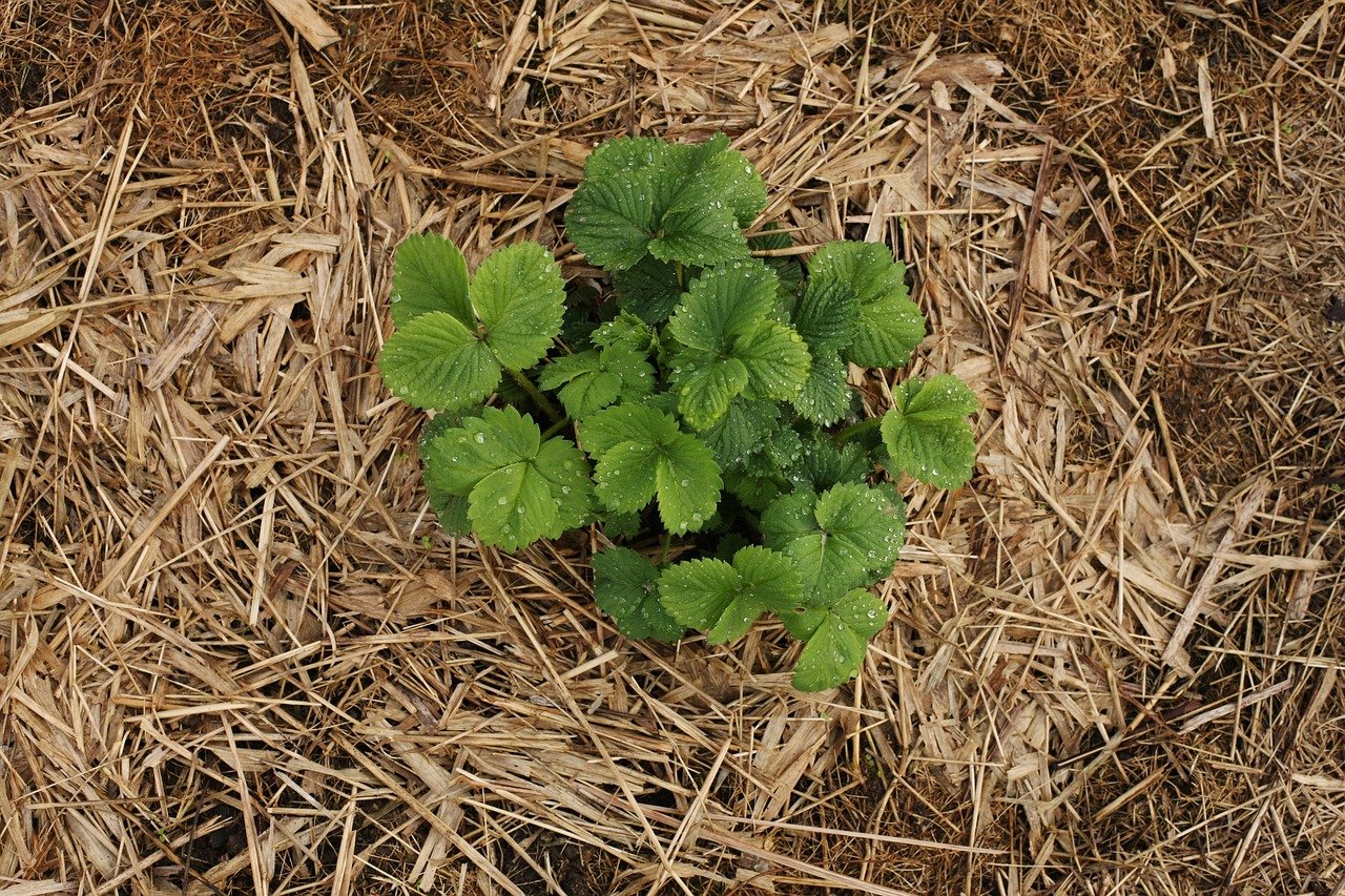 Richtig Mulchen für jede Gartenpflanze