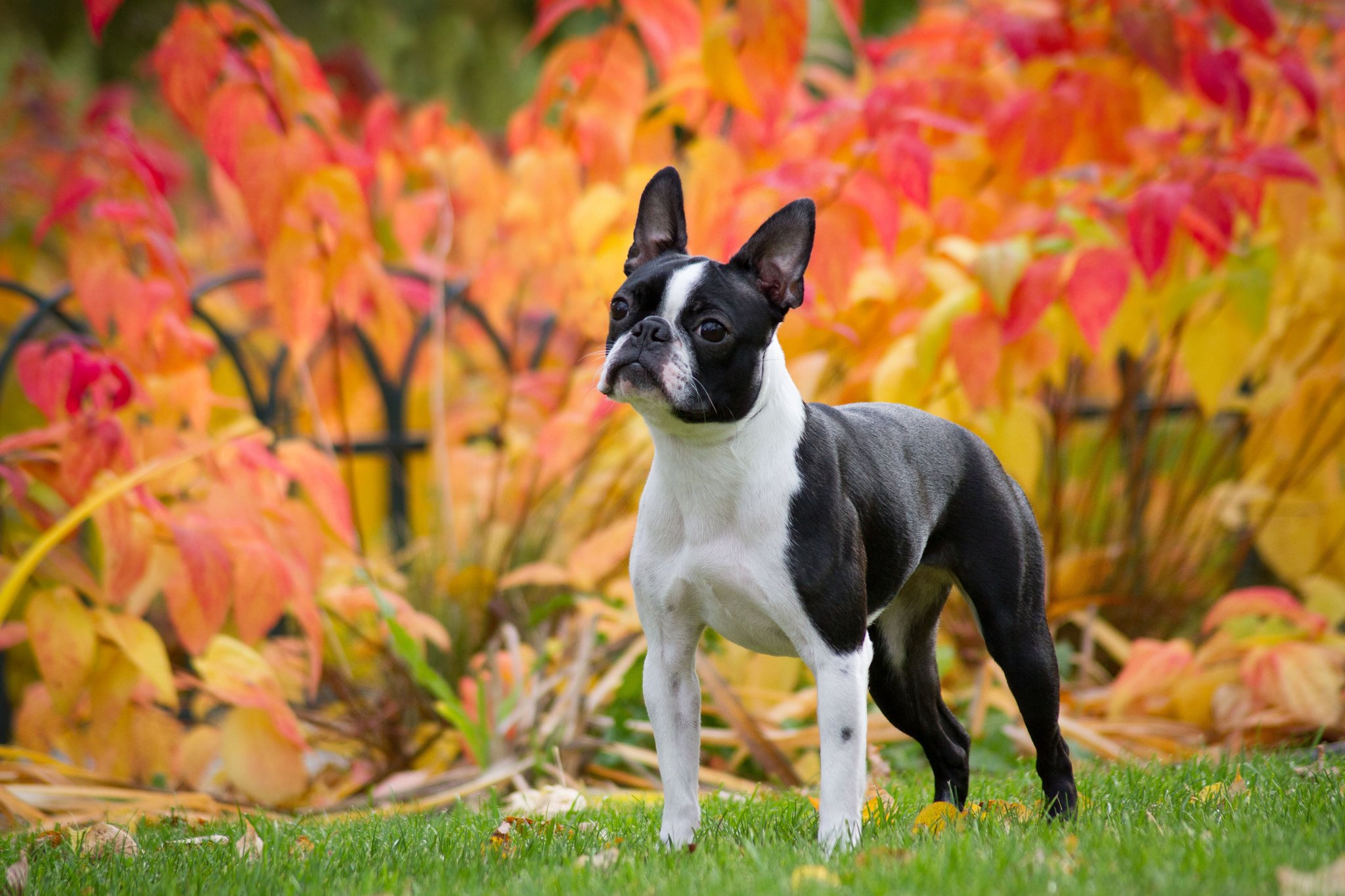 Boston Terrier – das kleine Kraftpaket