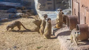 Die putzigen Erdmännchen sind om Zoo Zürich beim Publikum äusserst beliebt.