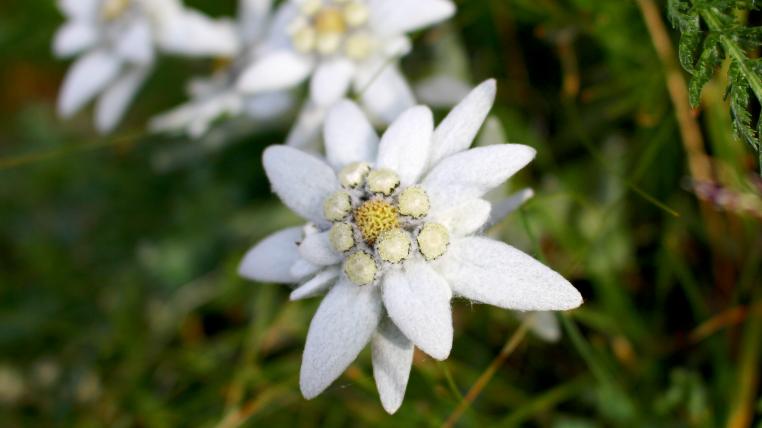 Edelweiss