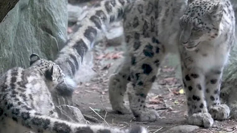 0564775d5c0d154895ec068aa7e3a2bb6d80cb99 Schneeleoparden im Bronx Zoo