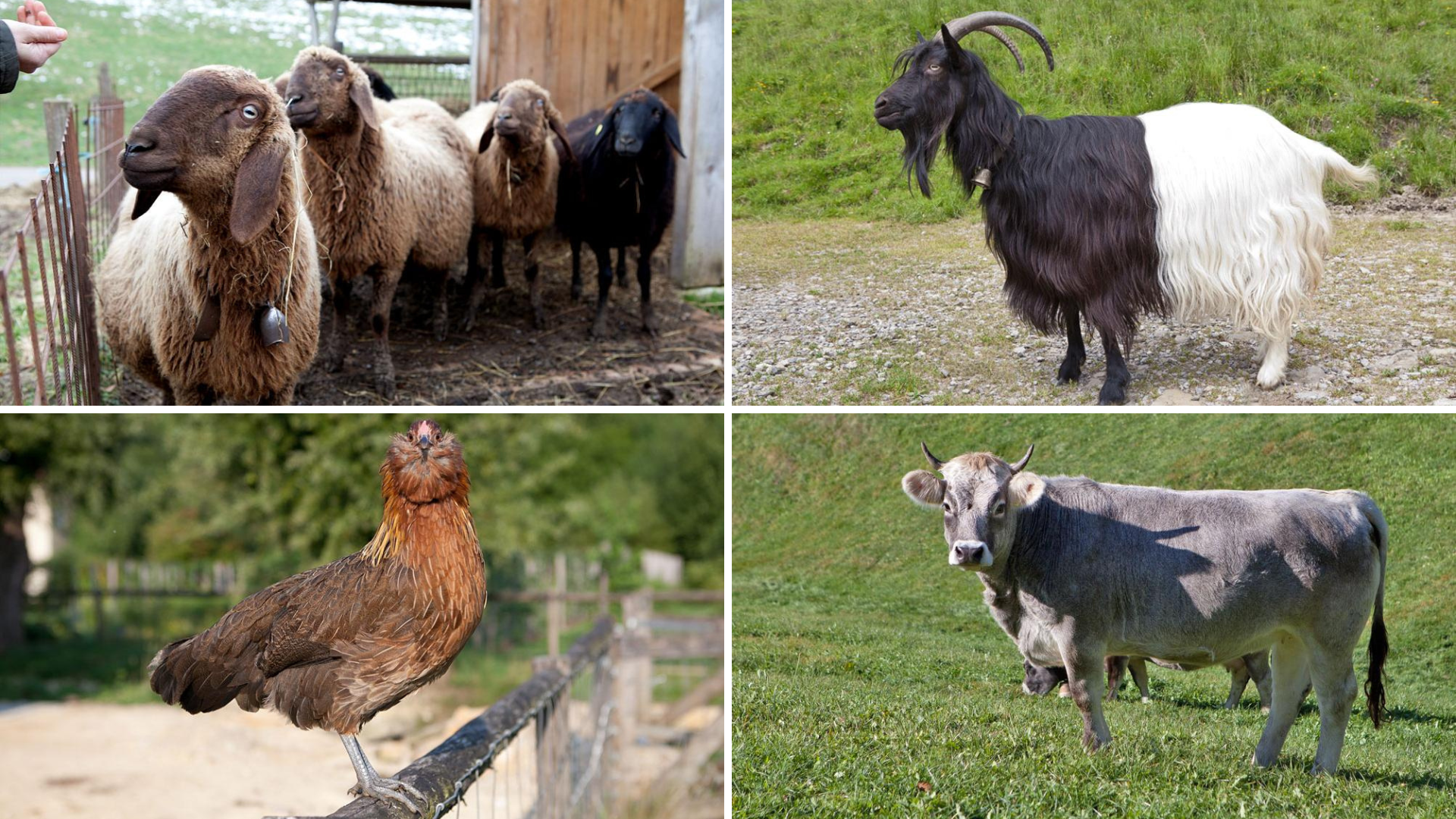 Können Sie die ProSpecieRara-Rassen richtig erkennen?