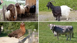 Mit Erhaltungsprojekten setzt sich ProSpecieRara für diverse Tierrassen ein.