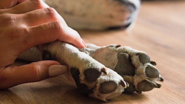 Hund muss eingeschläfert werden
