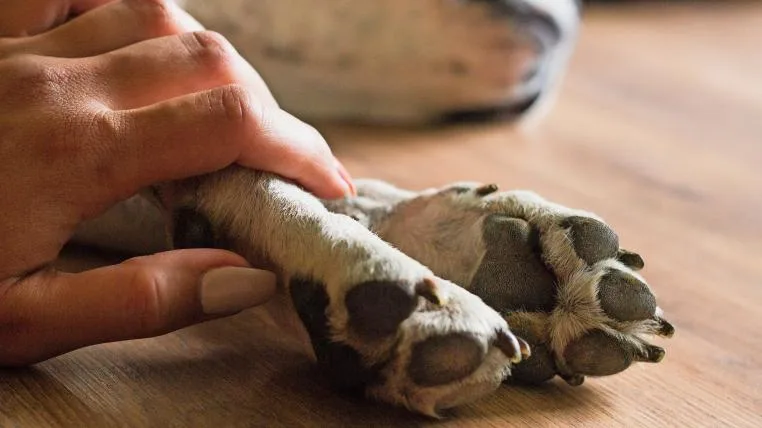 2025f720204827937434b5d8bcee9372e4b4ba3d Hund muss eingeschläfert werden
