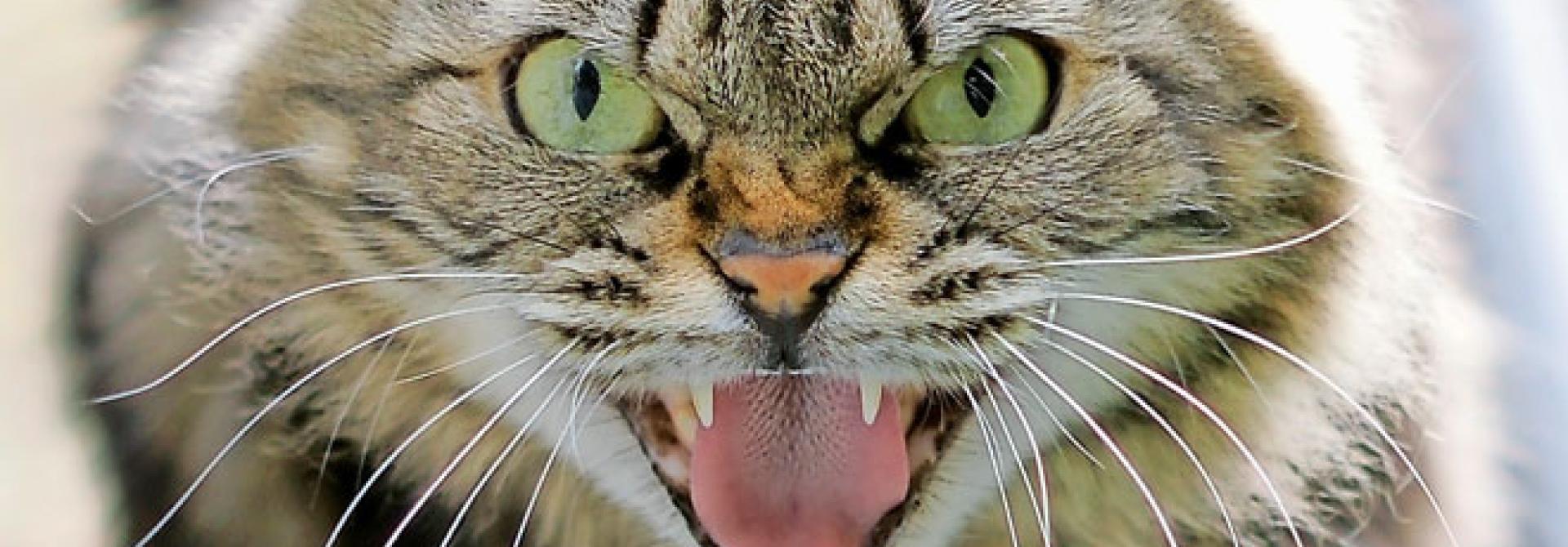 aggressive-katze.jpg