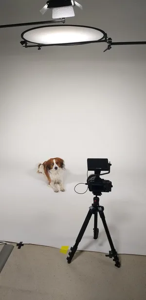 Kamera, Licht, Ton und fremde Menschen: Hunde lernen, sich bei einem Dreh oder Fotoshooting nicht ablenken zu lassen.