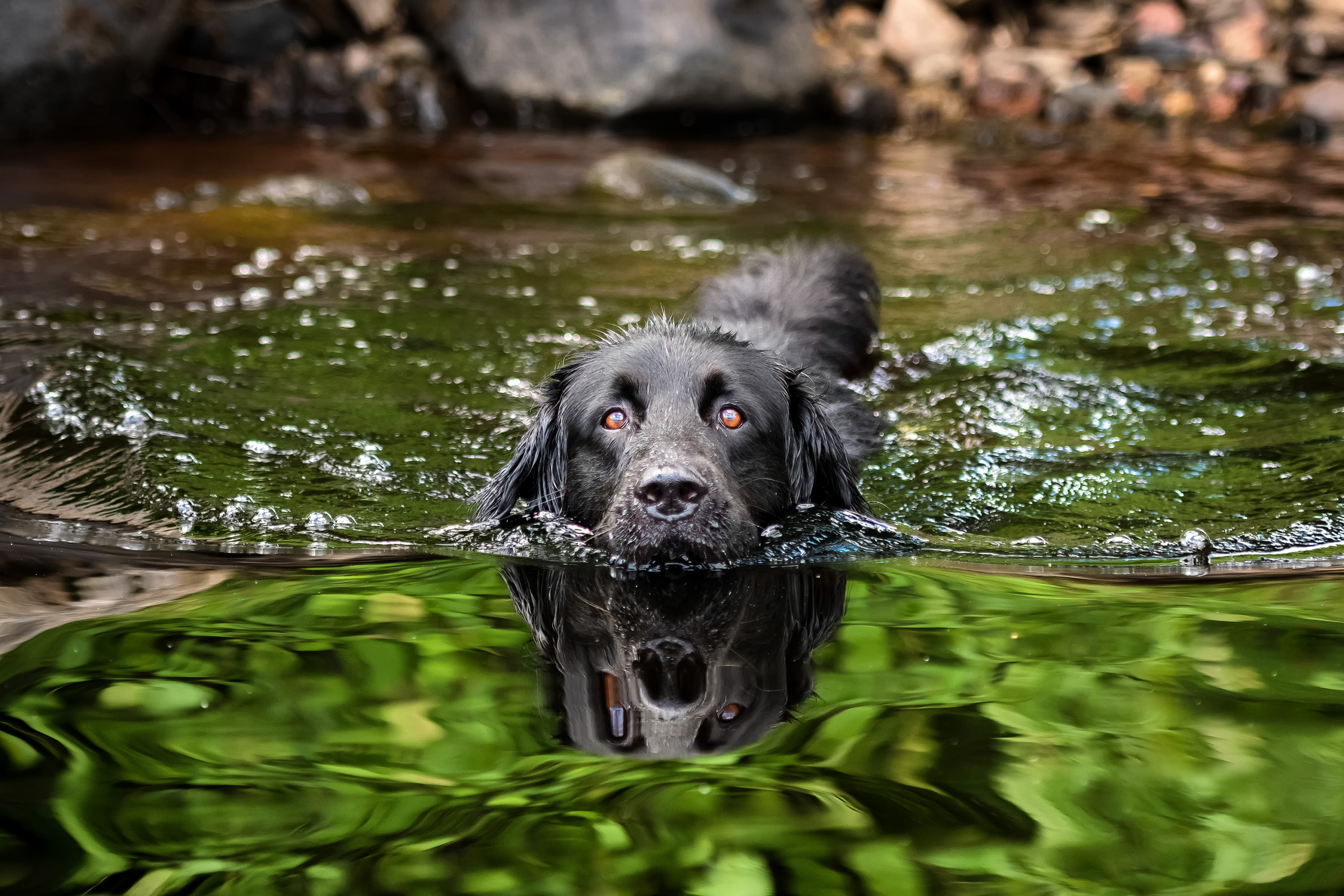 Wo kann man mit dem Hund baden gehen?