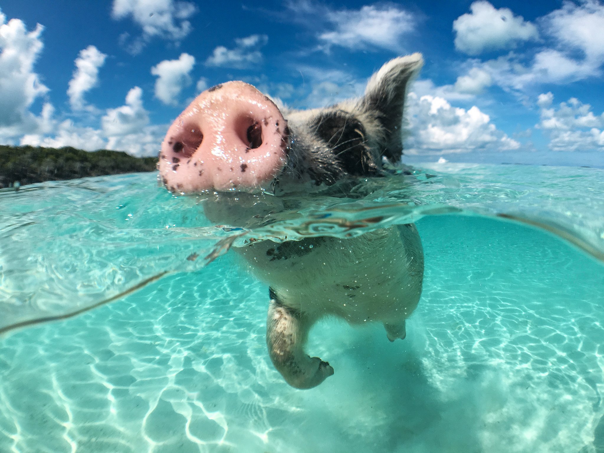 Ist das Schwimmen bei Tieren angeboren oder nicht?