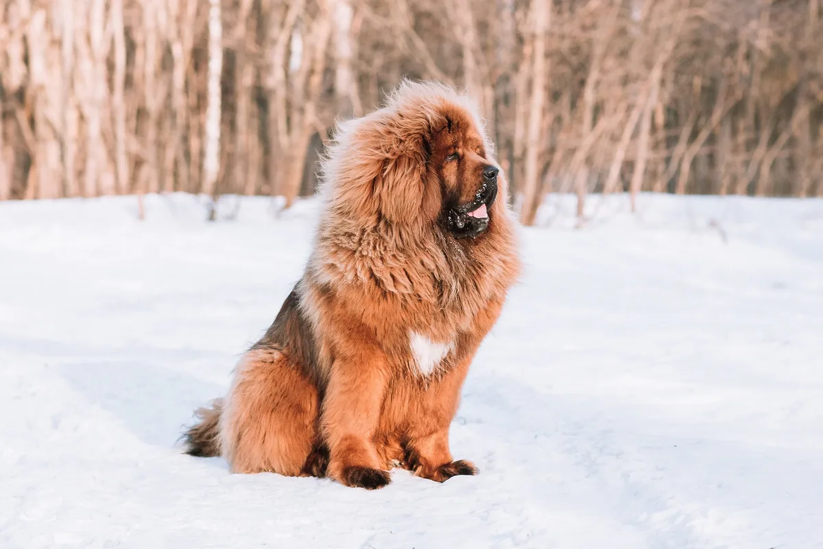 shutterstock_1449169520 Tibet-Dogge: Löwenähnlicher Riese ist teuerste Hunderasse der Welt
