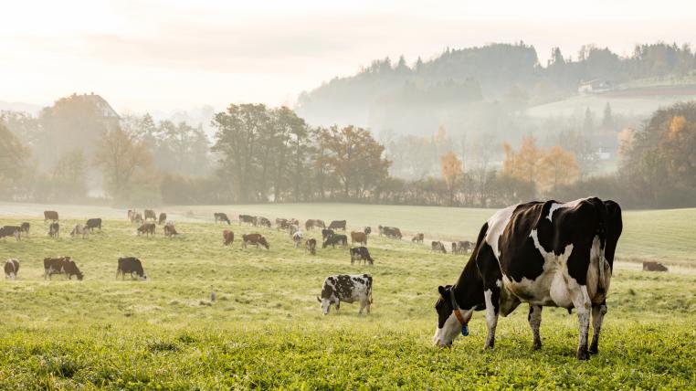 Kühe auf der Weide