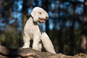 Der Bedlington Terrier zeichnet sich durch sein elegantes, geschwungenes Profil, das dichte, leicht gelockte Fell und den charakteristischen Lamm-ähnlichen Schopf auf dem Kopf aus.