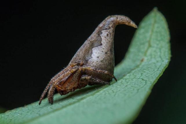 01-Eriovixia-gryffindori-sumukh-j-n.jpg